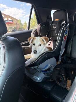 Australian Cattle Dog Blue Heeler Dogs Available for Adoption in Salt Lake City, Utah - Lookii | PetCurious