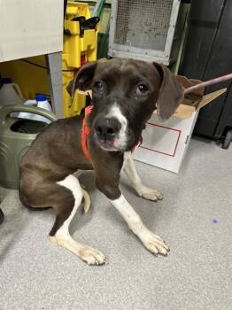 Rescue Labrador Retriever and Mixed Breed Dogs for Adoption in Indianapolis, Indiana - CHARLIE | PetCurious