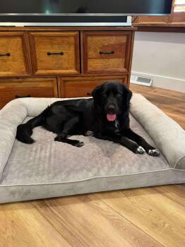 Bart (Foster or Adopter needed!) -  Flat Coated Retriever Dog for Adoption in Westwood, New Jersey - Bart (Foster Or Adopter Needed!) | PetCurious