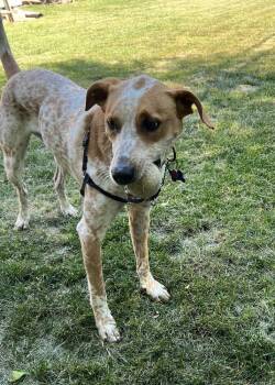 Jax -  Hound Dog Available for Adoption in Candler, North Carolina - Jax | PetCurious