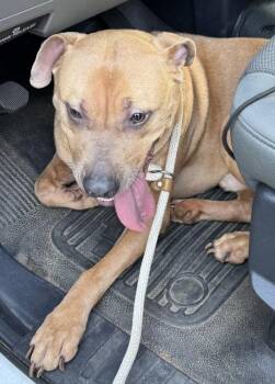 Nd 5 Irvin -  Pit Bull Terrier Dog for Adoption in Lawrenceville, Georgia - Nd 5 Irvin | PetCurious
