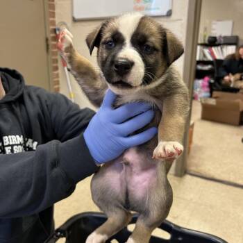 William -  Husky Dog for Adoption in Birmingham, Alabama - William | PetCurious