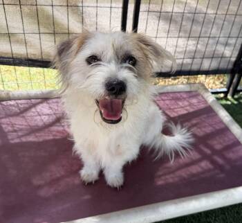 Elsa -  Terrier Dog for Adoption in Canutillo, Texas - Elsa | PetCurious