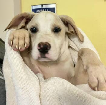 Labrador Retriever Dogs Available for Adoption - Snowy | PetCurious