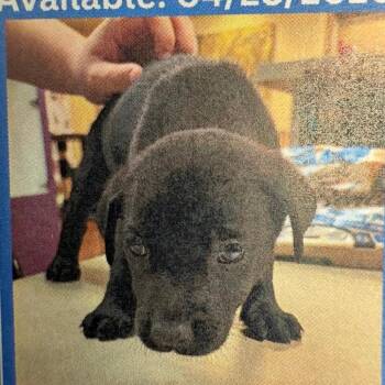 Black Labrador Retriever and Shepherd Dogs Available for Adoption in Royse City, Texas - Male 1 | PetCurious