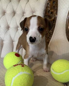 Ace -  Chihuahua Dog for Adoption in Mundelein, Illinois - Ace | PetCurious
