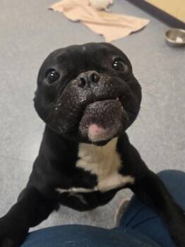 American Bulldog and Mixed Breed Dogs Available for Adoption in Westland, Michigan - Lloyd | PetCurious