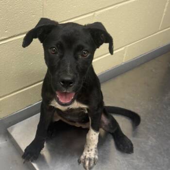 Katz -  Mixed Breed Dog for Adoption in Springboro, Ohio - Katz | PetCurious