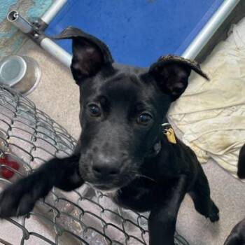 Rottweiler Dogs Available for Adoption in Flagstaff, Arizona - Murtagh  | PetCurious
