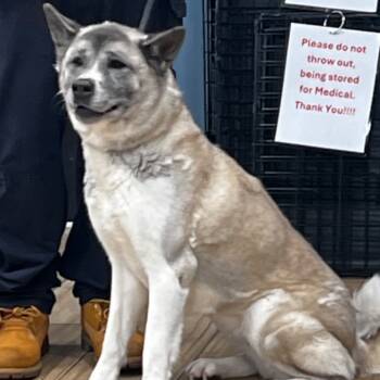 Rescue Akita Dogs for Adoption in Newark, New Jersey - Nezzie | PetCurious
