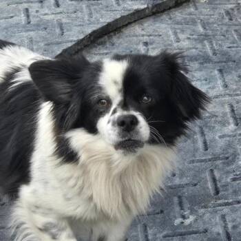 Chihuahua and Pomeranian Dogs Available for Adoption in Briarcliff Manor, New York - Sherman | PetCurious