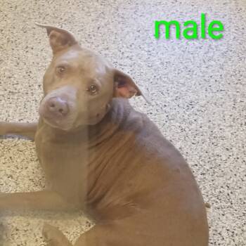 Rescue Mixed Breed Dogs for Adoption in Loxahatchee Groves, Florida - Sam 0028 | PetCurious