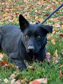 Rescue Shepherd and Mixed Breed Dogs for Adoption in Yakima, Washington - June | PetCurious
