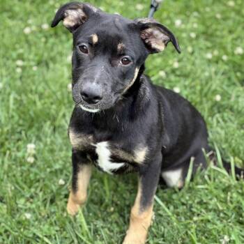 Very Cherry -  Black Labrador Retriever and Border Collie Dog for Adoption in South Elgin, Illinois - Very Cherry | PetCurious