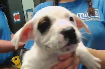 Australian Cattle Dog Blue Heeler and German Shepherd Dog Dogs Available for Adoption in Tulsa, Oklahoma - JONATHAN | PetCurious