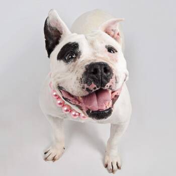 Mixed Breed and English Bulldog Dogs Available for Adoption - Blanca | PetCurious