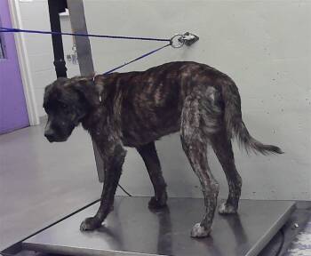 A2083552 -  Labrador Retriever and Mixed Breed Dog for Adoption in Houston, Texas - A2083552 | PetCurious