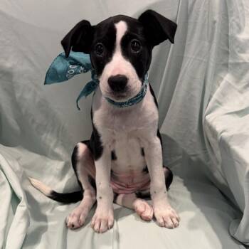 Kit -  Mixed Breed Dog for Adoption in Canal Winchester, Ohio - Kit | PetCurious