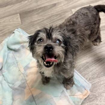 ASHLEY -  Terrier Dog for Adoption in Graham, Washington - ASHLEY | PetCurious
