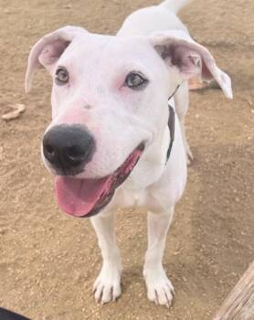 River -  Mixed Breed Dog for Adoption in Georgetown, Texas - River | PetCurious