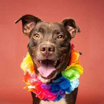 Gyro -  Mixed Breed Dog for Adoption in Atlanta, Georgia - Gyro | PetCurious