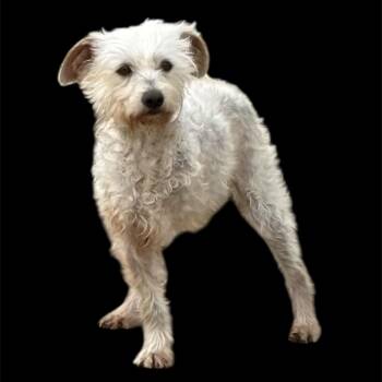 Schnoodle Dogs Available for Adoption in South Saint Paul, Minnesota - Salty (Courtesy Post)  | PetCurious