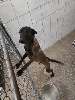 Johnny -  Mixed Breed Dog for Adoption in Rock Springs, Wyoming - Johnny | PetCurious
