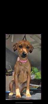 Sisu -  Miniature Pinscher and Italian Greyhound Dog for Adoption in New Haven, Connecticut - Sisu | PetCurious
