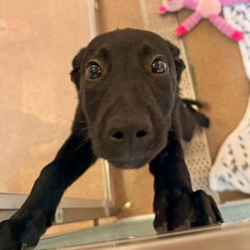 Bodi -  Labrador Retriever and Mixed Breed Dog for Adoption in Murray, Utah - Bodi | PetCurious