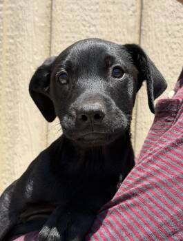 Pilot -  Shar Pei Dog Available for Adoption in Los Angeles, California - Pilot | PetCurious