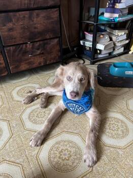Thunder (Cleveland Puppy) -  Retriever Dog for Adoption in Brewster, New York - Thunder (Cleveland Puppy) | PetCurious