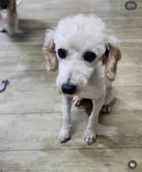 Ddang-Kong -  Cockapoo Dog for Adoption in Agoura Hills, California - Ddang-Kong | PetCurious