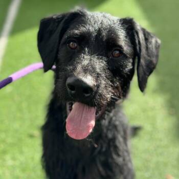 Rescue German Wirehaired Pointer and Standard Poodle Dogs for Adoption in San Diego, California - Kyro | PetCurious