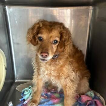 Halo -  Cocker Spaniel and Miniature Poodle Dog for Adoption in Northbrook, Illinois - Halo | PetCurious