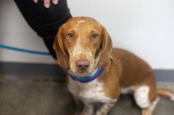 Ginger -  Dachshund and Basset Hound Dog for Adoption in Mountain Home, Arkansas - Ginger | PetCurious
