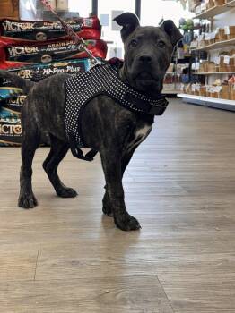 Belgian Shepherd Malinois and Dutch Shepherd Dogs Available for Adoption - Evie | PetCurious