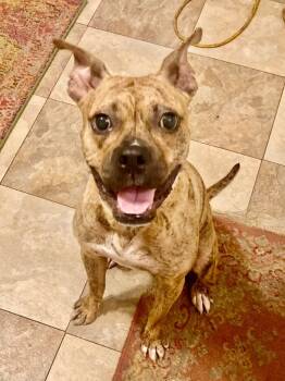 Rescue Pit Bull Terrier Dogs for Adoption in Princeton, Massachusetts - Rin | PetCurious