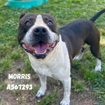 Pit Bull Terrier Dogs Available for Adoption - MORRIS | PetCurious