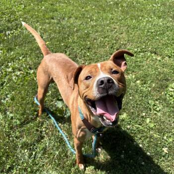 Ben -  Mixed Breed Dog for Adoption in Myerstown, Pennsylvania - Ben | PetCurious