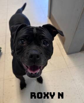 Rescue Bulldog Dogs for Adoption in Dyersburg, Tennessee - Roxy N | PetCurious