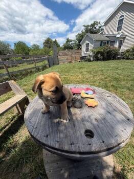 Bam Bam -  German Shepherd Dog and Mixed Breed Dog for Adoption in Partlow, Virginia - Bam Bam | PetCurious