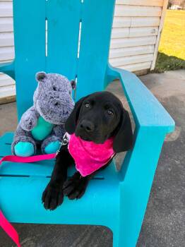 Black Labrador Retriever and Hound Dogs Available for Adoption - Nala | PetCurious