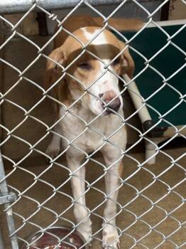 Rescue Hound Dogs for Adoption in Swainsboro, Georgia - Elvis | PetCurious