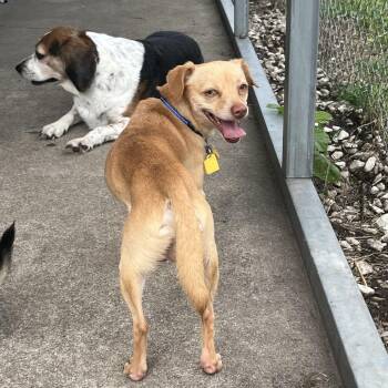 Waffles -  Chihuahua and Mixed Breed Dog for Adoption in Farmersville, Ohio - Waffles | PetCurious