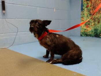 NINA -  Terrier and Dachshund Dog for Adoption in Moreno Valley, California - NINA | PetCurious