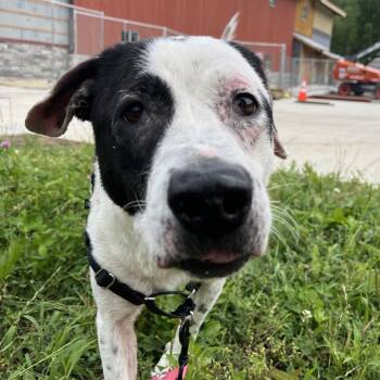 Hope -  Mixed Breed Dog for Adoption in Fairport, New York - Hope | PetCurious