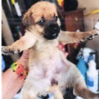 Guppy -  Chihuahua and Dachshund Dog for Adoption in Baton Rouge, Louisiana - Guppy | PetCurious