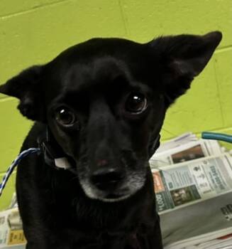Rescue Chihuahua and Mixed Breed Dogs for Adoption in Spartanburg, South Carolina - Chilly | PetCurious