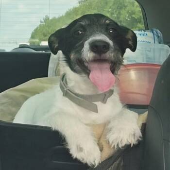 Rascal -  Mixed Breed and Wirehaired Terrier Dog for Adoption in Denver, North Carolina - Rascal | PetCurious