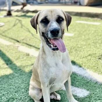 Rescue Anatolian Shepherd and Hound Dogs for Adoption in Manchester, Connecticut - Dale | PetCurious